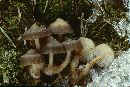 Mycena overholtsii image