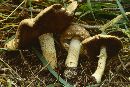 Stropharia kauffmanii image