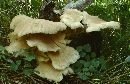 Pleurotus populinus image