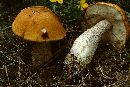 Leccinum insigne image