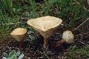 Clitocybe gibba image