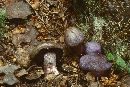 Cortinarius violaceus image