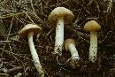 Image of Agrocybe praecox