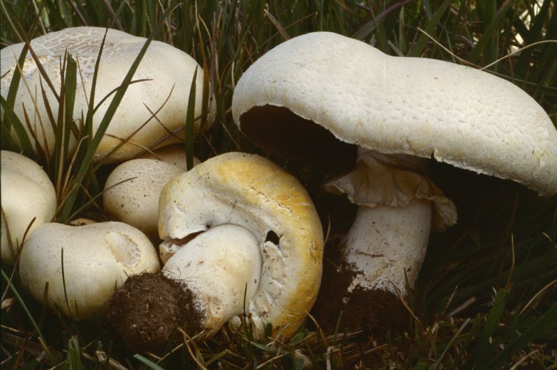 Agaricus arvensis image