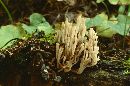 Artomyces pyxidatus image