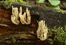 Artomyces pyxidatus image