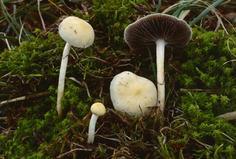 Protostropharia semiglobata image