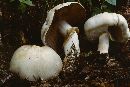 Agaricus silvicola image