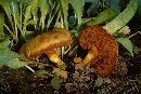 Chalciporus piperatus image