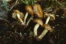 Pholiota highlandensis image