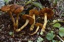 Cortinarius cinnamomeus image