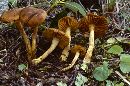 Cortinarius cinnamomeus image