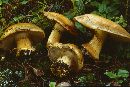 Cortinarius glaucopus image