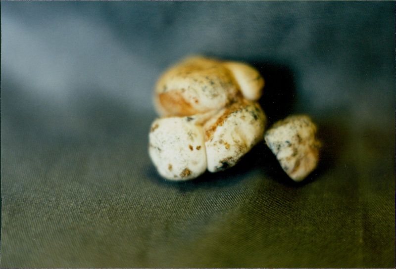 Chamonixia brevicolumna image