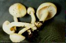 Hygrophorus chrysodon image