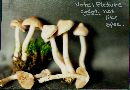 Inocybe pallidicremea image