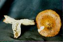 Russula decolorans image