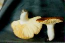 Russula decolorans image