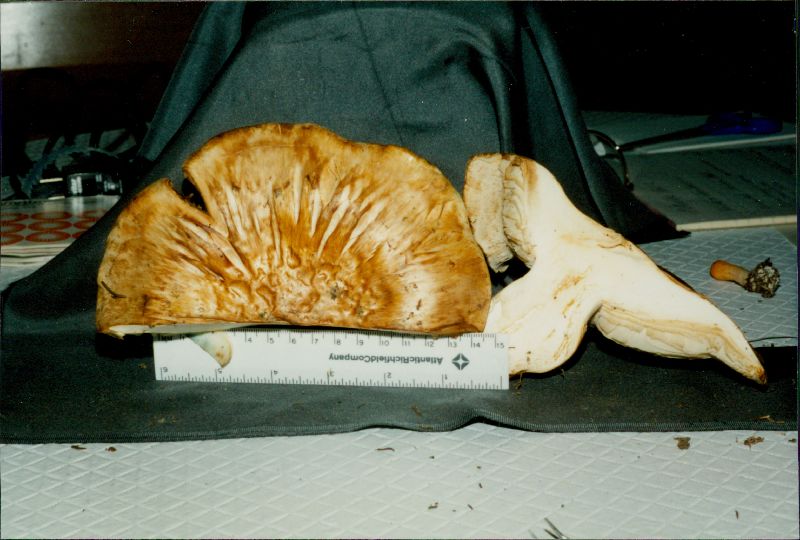 Tricholoma zelleri image