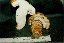 Tricholoma zelleri image