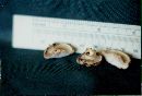 Lactarius uvidus image