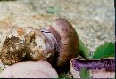 Cortinarius glaucopus image