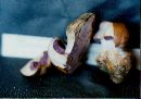 Cortinarius glaucopus image