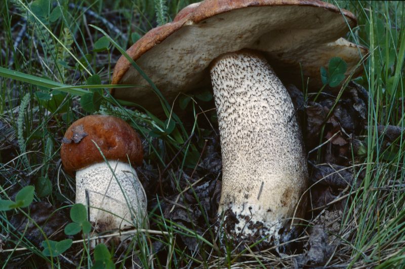 Leccinum fibrillosum image