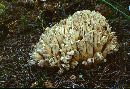 Ramaria botrytoides image