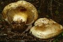 Paxillus vernalis image