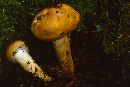 Cortinarius trivialis image