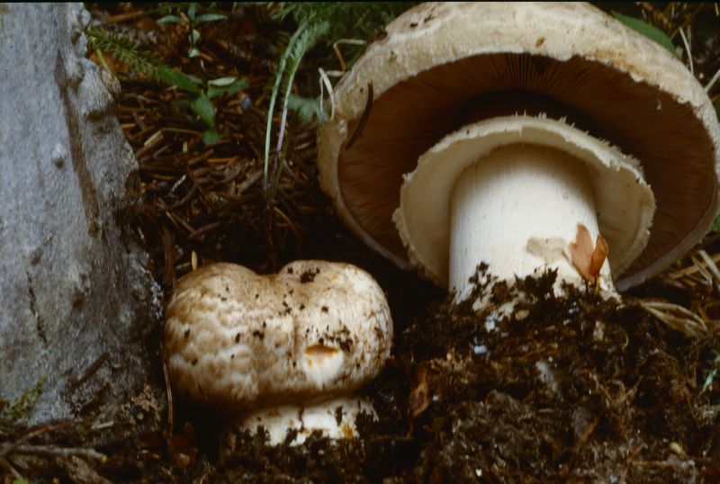 Agaricus amicosus image