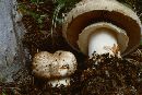 Image of Agaricus amicosus