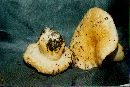 Lactarius repraesentaneus image