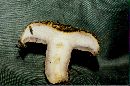 Lactarius repraesentaneus image