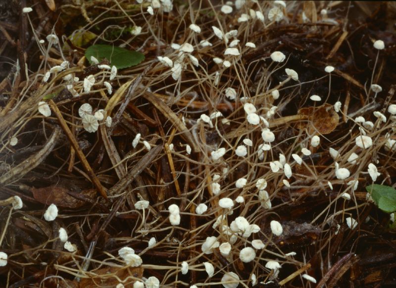 Marasmius thujinus image