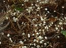 Image of Marasmius thujinus