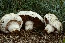 Agaricus bernardii image