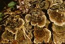 Trametes versicolor image