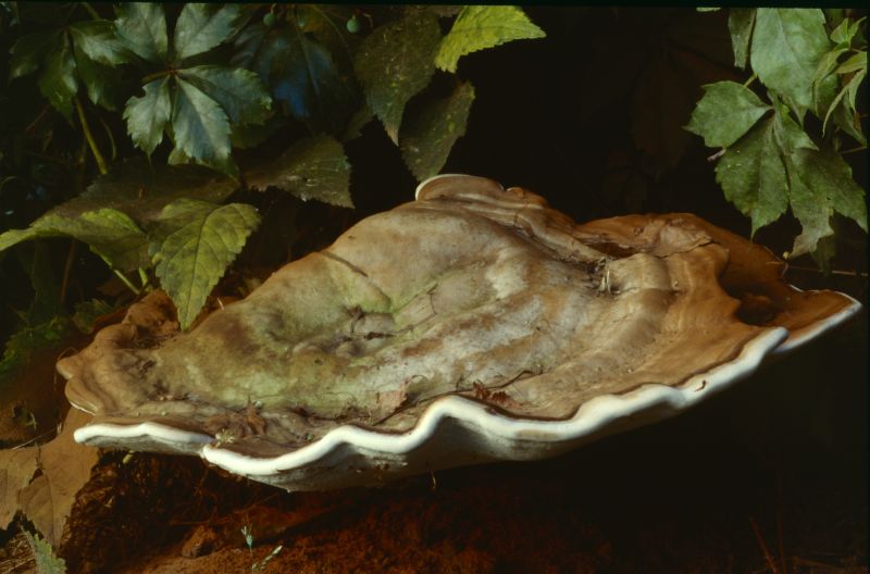 Ganoderma applanatum image