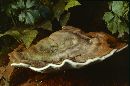 Image of Ganoderma lipsiense