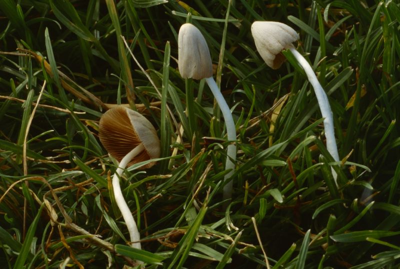 Conocybe albipes image