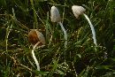 Image of Conocybe lactea