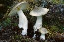 Tricholoma saponaceum image