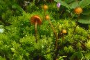 Galerina atkinsoniana image