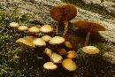 Image of Kuehneromyces vernalis