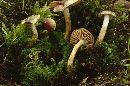 Hebeloma aggregatum image