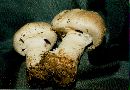 Agaricus amicosus image