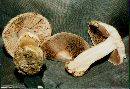 Agaricus amicosus image