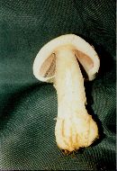 Agaricus amicosus image